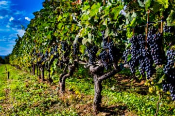 PRESTIGIEUZE PORTUGESE WIJNEN